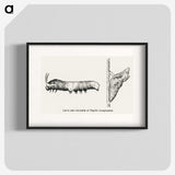 1-100_Moths-and-Butterflies-of-the-United-States_blk