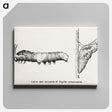 1-100_Moths-and-Butterflies-of-the-United-States_canvas