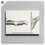 1-100_Moths-and-Butterflies-of-the-United-States_canvas