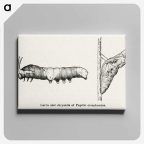 1-100_Moths-and-Butterflies-of-the-United-States_canvas