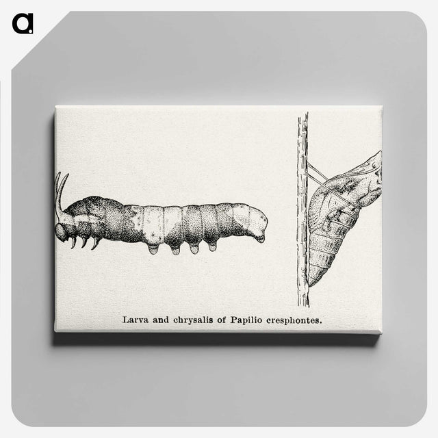1-100_Moths-and-Butterflies-of-the-United-States_canvas