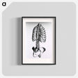 アートポスター-Torso: Engraved Skeleton - 国立医学図書館 Poster.