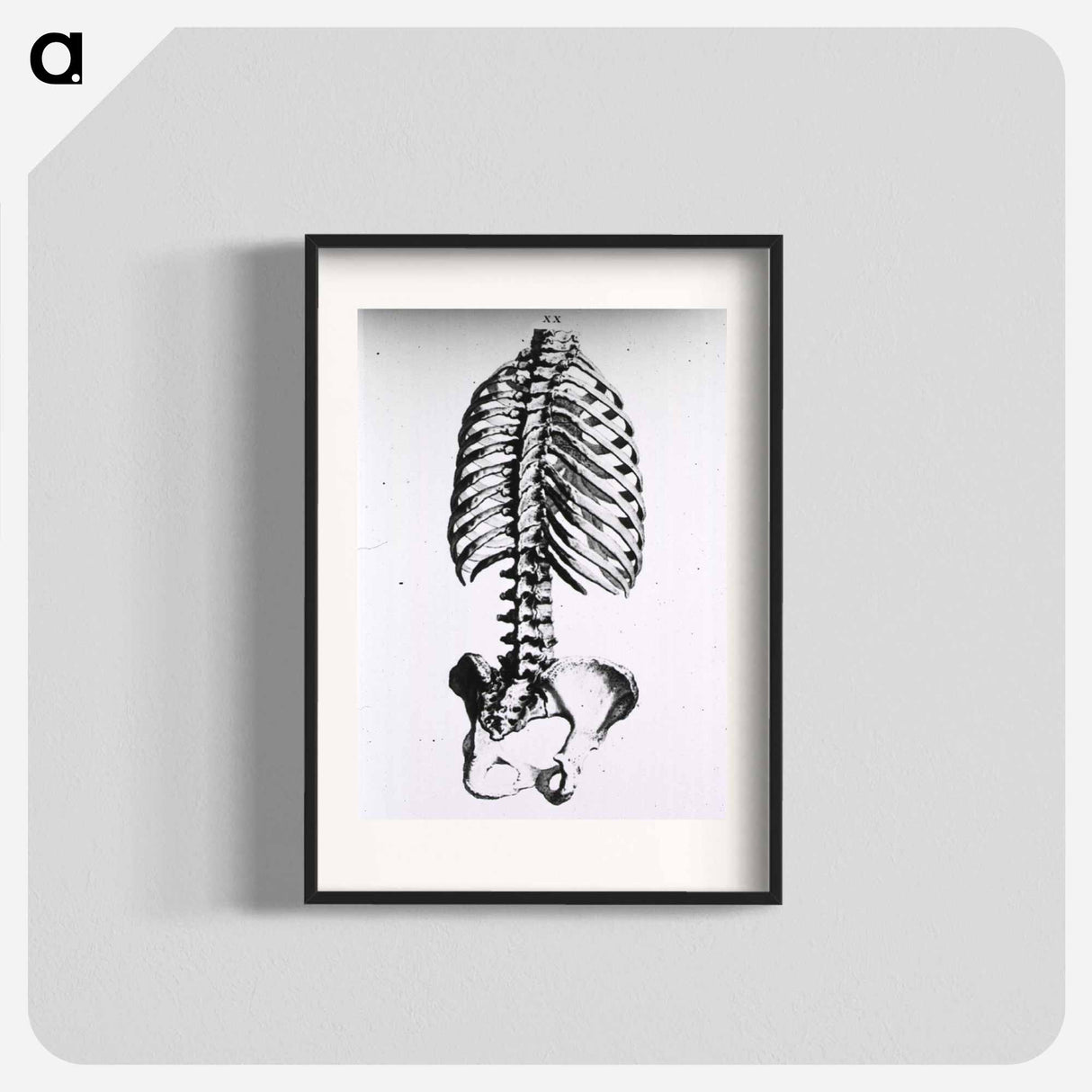 アートポスター-Torso: Engraved Skeleton - 国立医学図書館 Poster.