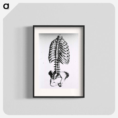 アートポスター-Torso: Engraved Skeleton - 国立医学図書館 Poster.