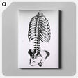 アートパネル-Torso: Engraved Skeleton - 国立医学図書館 Canvas.