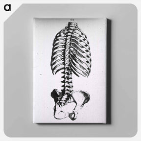 アートパネル-Torso: Engraved Skeleton - 国立医学図書館 Canvas.