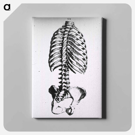 アートパネル-Torso: Engraved Skeleton - 国立医学図書館 Canvas.