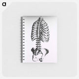 アートメモ帳-Torso: Engraved Skeleton - 国立医学図書館 Memo.