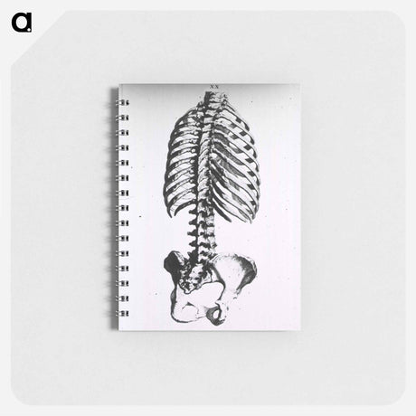アートメモ帳-Torso: Engraved Skeleton - 国立医学図書館 Memo.