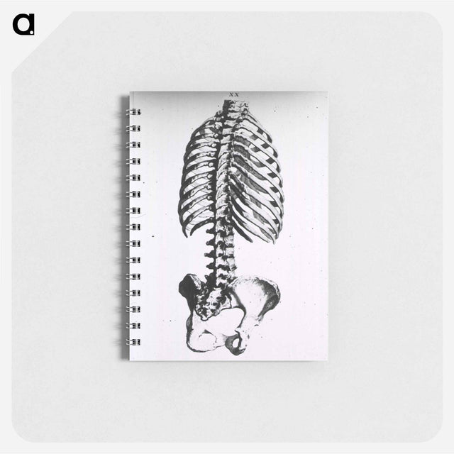 アートメモ帳-Torso: Engraved Skeleton - 国立医学図書館 Memo.