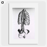 アートポスター-Torso: Engraved Skeleton - 国立医学図書館 Poster.