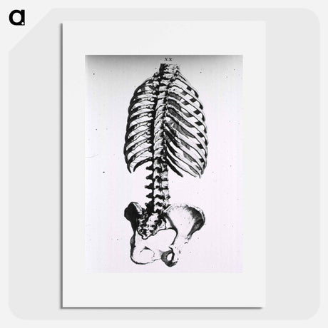 アートポスター-Torso: Engraved Skeleton - 国立医学図書館 Poster.