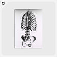 アートポストカード-Torso: Engraved Skeleton - 国立医学図書館 Postcard.