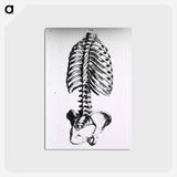アートポストカード-Torso: Engraved Skeleton - 国立医学図書館 Postcard.