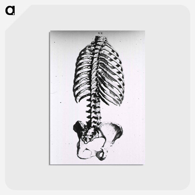 アートポストカード-Torso: Engraved Skeleton - 国立医学図書館 Postcard.