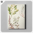 1-100_Native-Flowering-Plants-of-New-Zealand_canvas