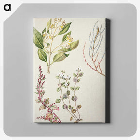 1-100_Native-Flowering-Plants-of-New-Zealand_canvas