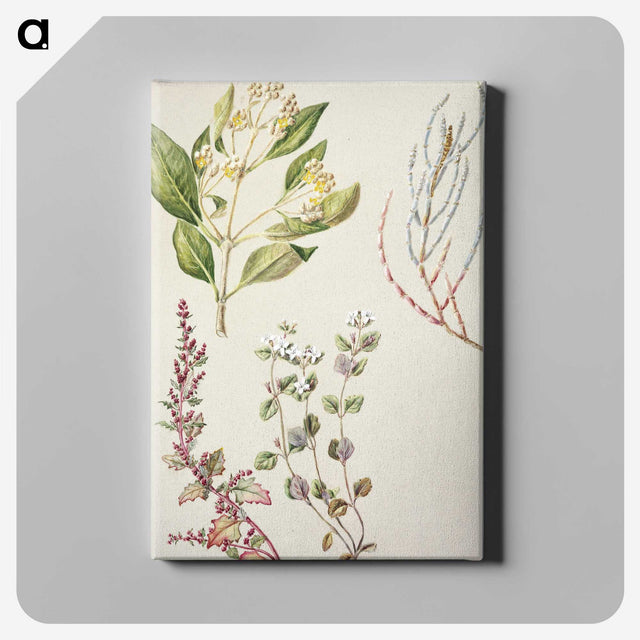 1-100_Native-Flowering-Plants-of-New-Zealand_canvas