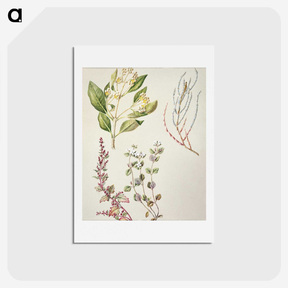 1-100_Native-Flowering-Plants-of-New-Zealand_hagaki