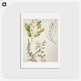 1-100_Native-Flowering-Plants-of-New-Zealand_hagaki