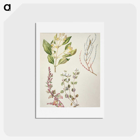1-100_Native-Flowering-Plants-of-New-Zealand_hagaki