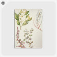 1-100_Native-Flowering-Plants-of-New-Zealand_postcard