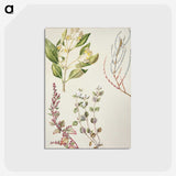 1-100_Native-Flowering-Plants-of-New-Zealand_postcard