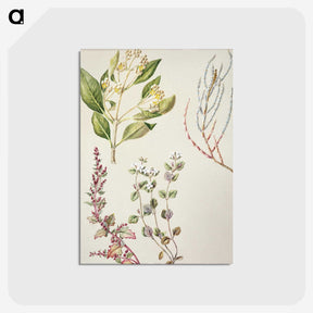 1-100_Native-Flowering-Plants-of-New-Zealand_postcard