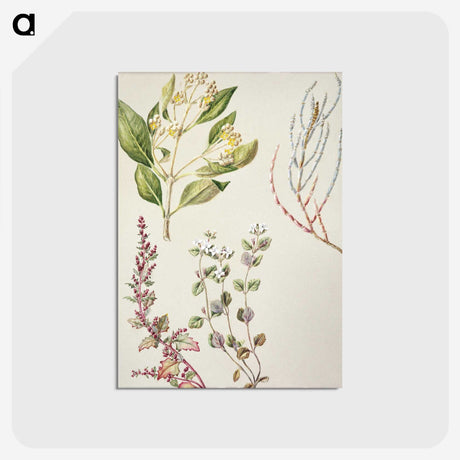 1-100_Native-Flowering-Plants-of-New-Zealand_postcard