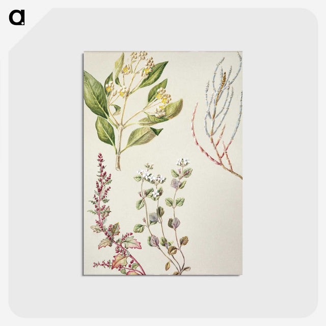 1-100_Native-Flowering-Plants-of-New-Zealand_postcard