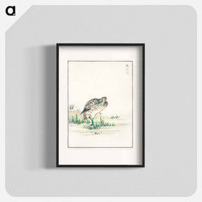 アートポスター-Chinese Little Bittern Illustration
 - 鳥類図鑑 Poster.