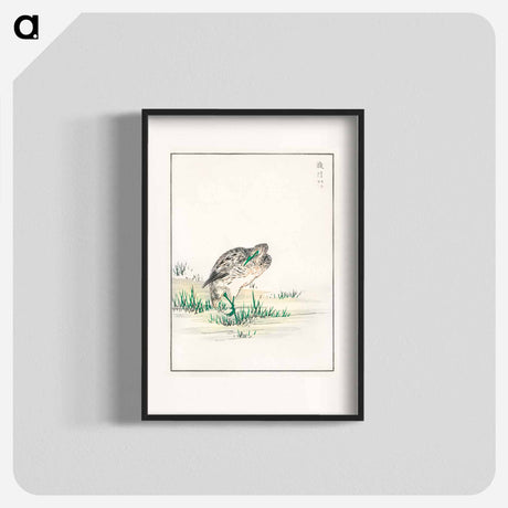 アートポスター-Chinese Little Bittern Illustration
 - 鳥類図鑑 Poster.