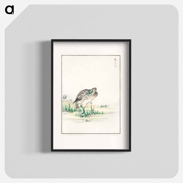 アートポスター-Chinese Little Bittern Illustration
 - 鳥類図鑑 Poster.