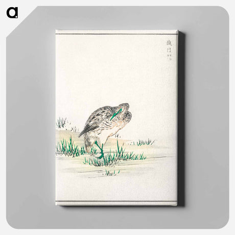 アートパネル-Chinese Little Bittern Illustration
 - 鳥類図鑑 Canvas.