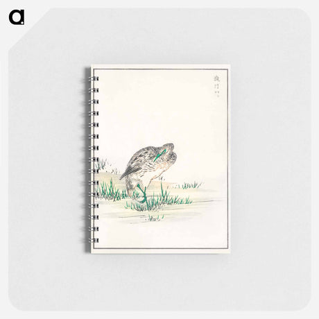 アートメモ帳-Chinese Little Bittern Illustration
 - 鳥類図鑑 Memo.