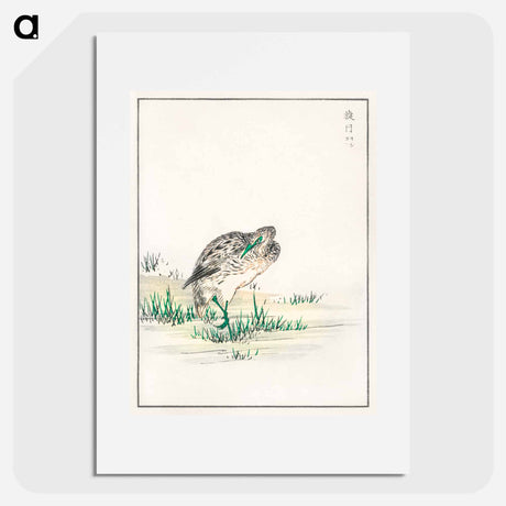 アートポスター-Chinese Little Bittern Illustration
 - 鳥類図鑑 Poster.