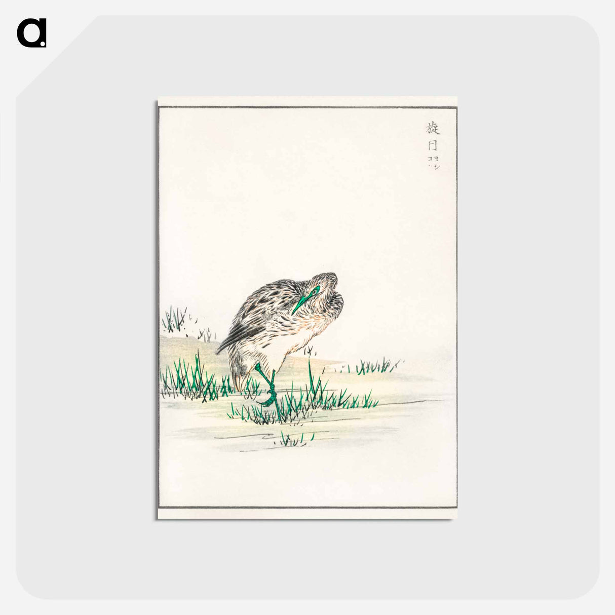 アートポストカード-Chinese Little Bittern Illustration
 - 鳥類図鑑 Postcard.
