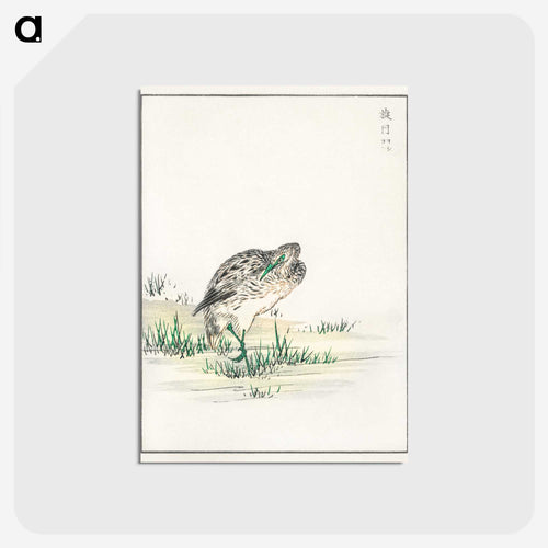 中国産コヨシゴイのイラスト - 鳥類図鑑 Postcard.
