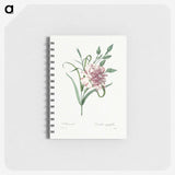 1-100_Pierre-Joseph-Redoute_memo