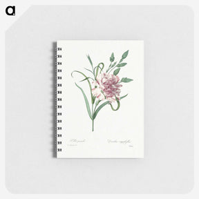 1-100_Pierre-Joseph-Redoute_memo