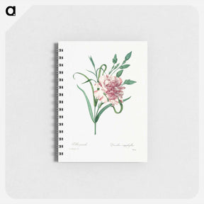 アートメモ帳-Carnation - ピエール ジョゼフ ルドゥーテ Memo.