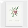1-100_Pierre-Joseph-Redoute_picture