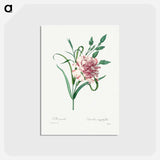 アートポストカード-Carnation - ピエール ジョゼフ ルドゥーテ Postcard.