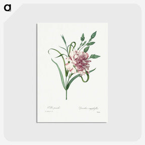 1-100_Pierre-Joseph-Redoute_postcard
