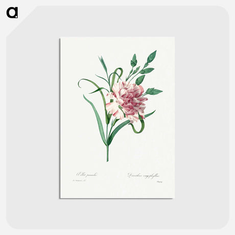 アートポストカード-Carnation - ピエール ジョゼフ ルドゥーテ Postcard.