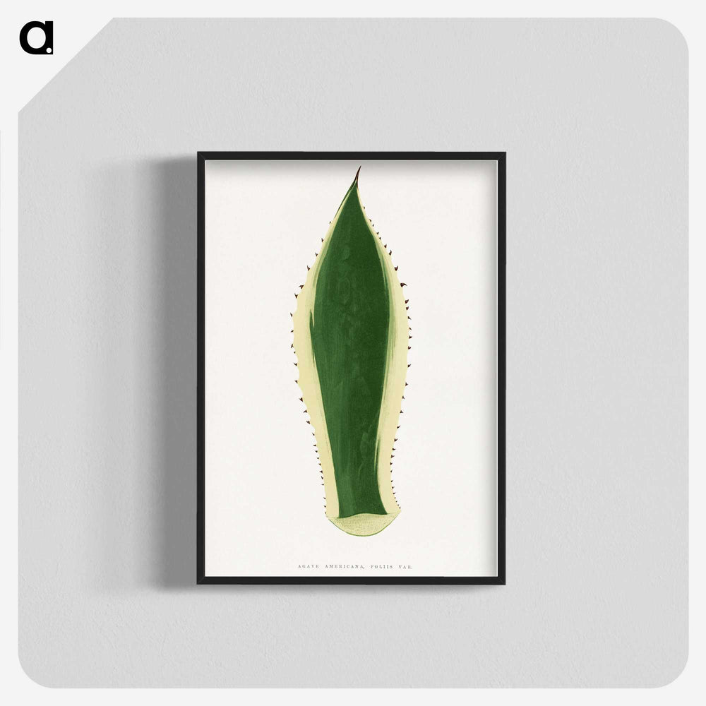 1-100_Plants-with-Colored-Foliage_blk-crop