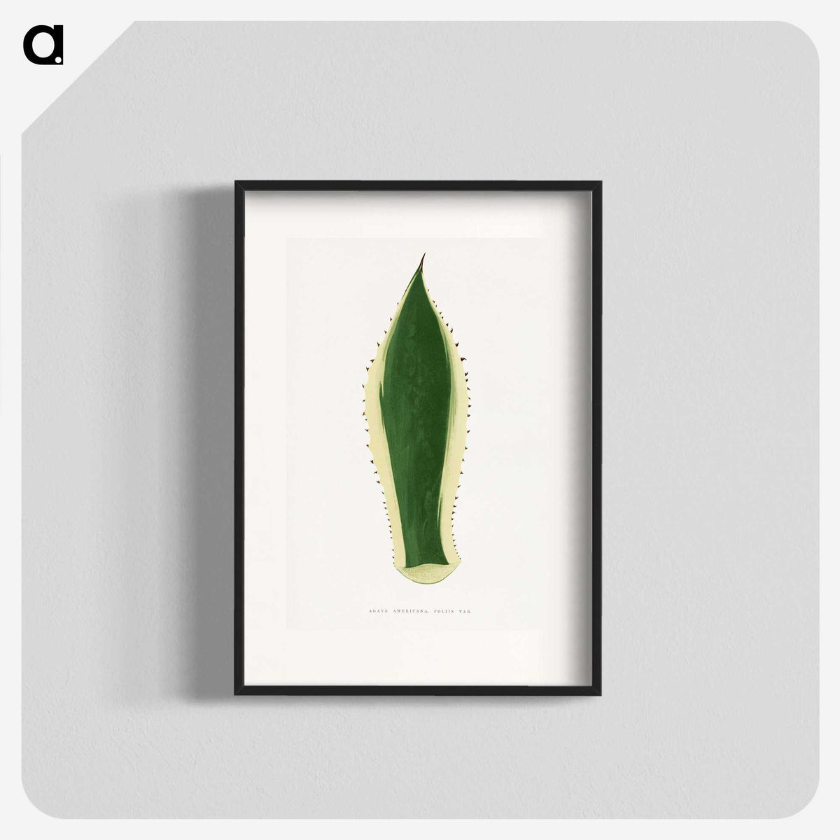 1-100_Plants-with-Colored-Foliage_blk