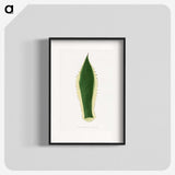 1-100_Plants-with-Colored-Foliage_blk