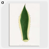 1-100_Plants-with-Colored-Foliage_picture-crop