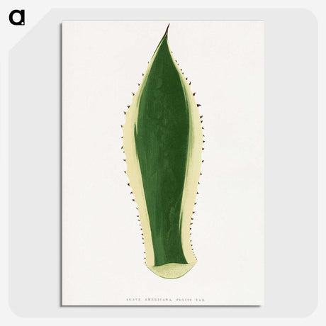 1-100_Plants-with-Colored-Foliage_picture-crop